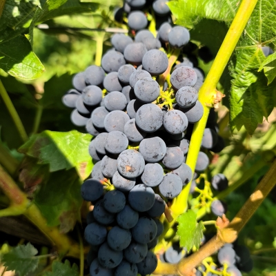 Cabertin 20250812 120635